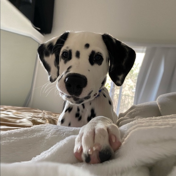 Jane, Lisa and Nugget - Picture 1 of 1